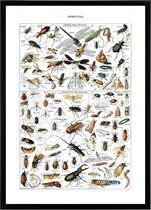 Poster In Zwarte Lijst - Vintage Insecten - Large 70x50 - Educatief - Biologie - Schoolplaat - Retro