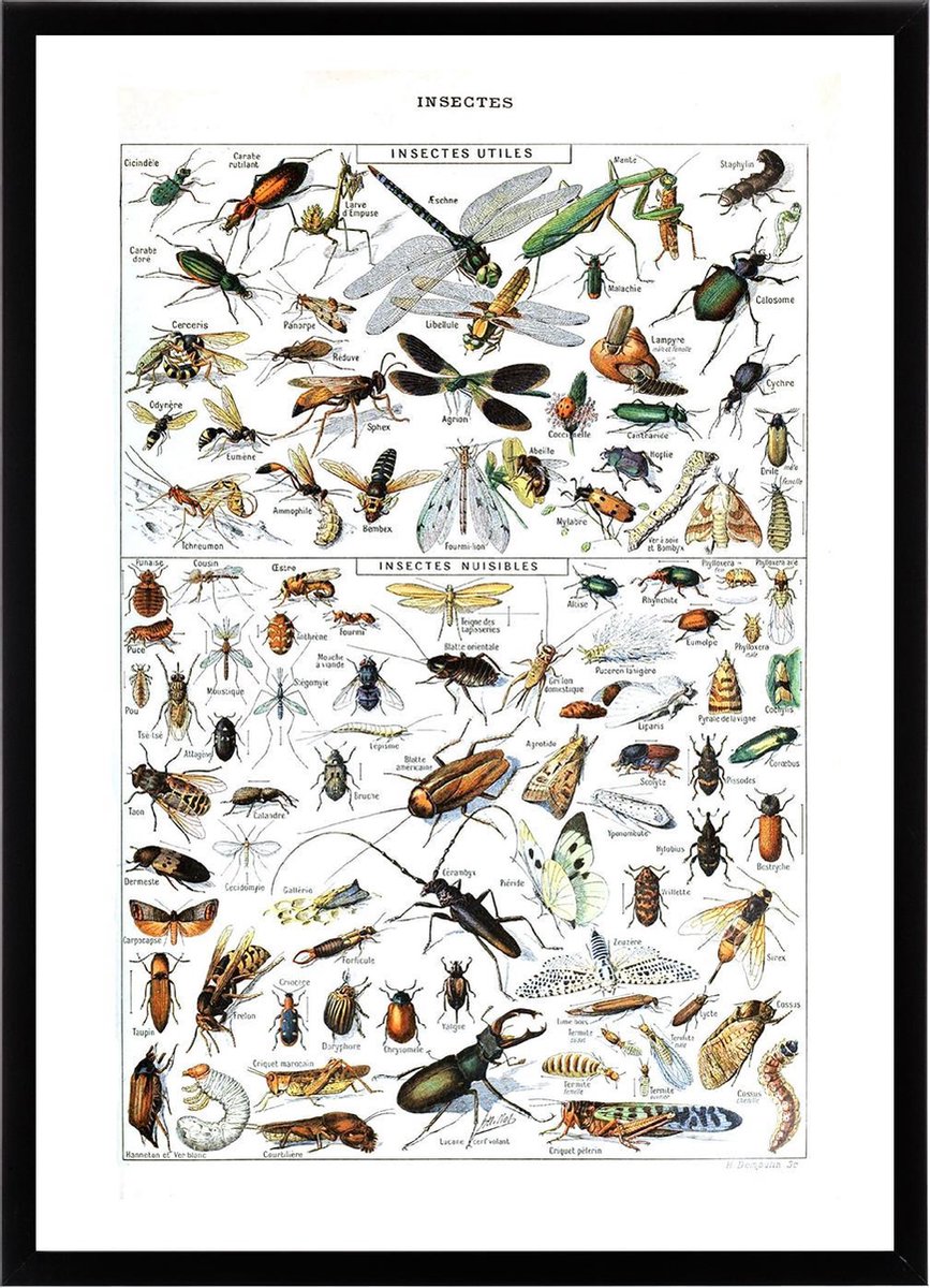 Esque Poster In Zwarte Lijst - Vintage Insecten - Large 70x50 - Educatief - Biologie - Schoolplaat - Retro Zwart Lijst