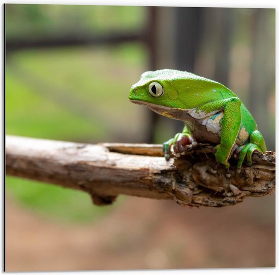 Dibond - Fel Groene Kikker op Tak - 50x50cm Foto op Aluminium (Wanddecoratie van metaal)