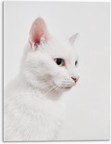 Acrylglas - Witte Kat voor Witte Achtergrond - 30x40cm Foto op Acrylglas (Met Ophangsysteem)