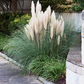 50 x Cortaderia selloana Pumila - Pampasgras in 9x9cm pot met hoogte 5-10cm
