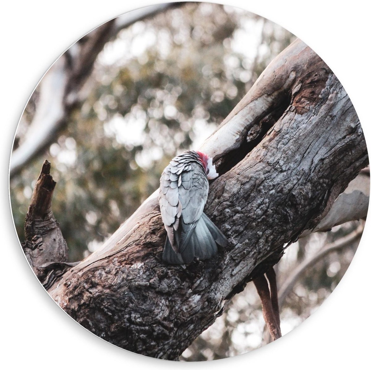 Forex Wandcirkel - Klein Vogeltje op Boomstam - 80x80cm Foto op Wandcirkel (met ophangsyst