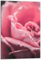 Dibond - Roze Roos - 60x90cm Foto op Aluminium (Wanddecoratie van metaal)