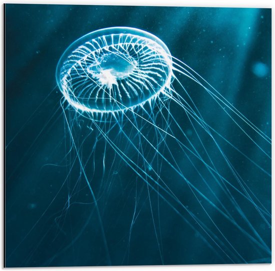 Dibond - Kleine Blauwe Kwal in het Water - 50x50cm Foto op Aluminium (Wanddecoratie van metaal)