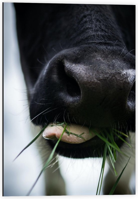 Dibond - Koeientong met Gras - 40x60cm Foto op Aluminium (Met Ophangsysteem)