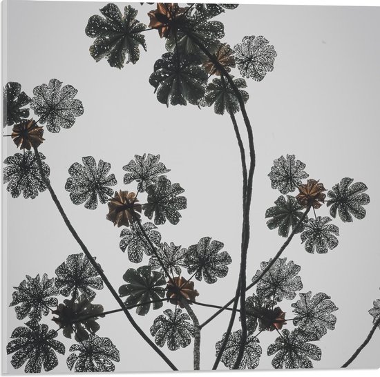 Acrylglas - Gedroogde Tak met Bloemen - 50x50cm Foto op Acrylglas (Wanddecoratie op Acrylglas)