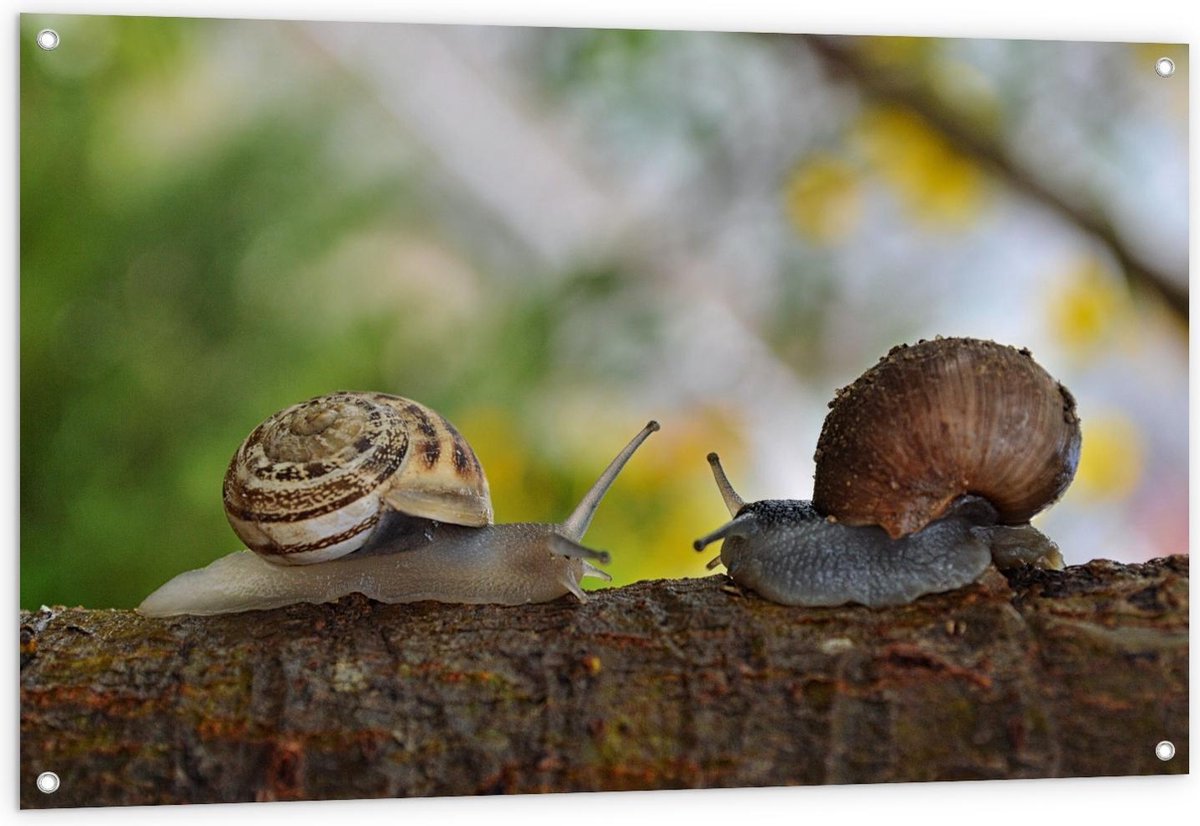 Tuinposter – Twee Slakken op Boomstam - 120x80cm Foto op Tuinposter (wanddecoratie voor bu