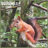 Squirrels 2021 Calendar