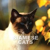 Siamese Cats Calendar 2021