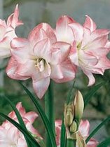 3 x Amaryllis | Hippeastrum | Blossom Peacock | nieuwe oogst | grote bol | meerdere bloemstelen | vroegbloeier | grote bloemen