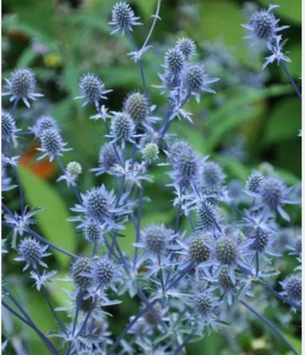 6 x Eryngium Planum Kruisdistel pot 9x9cm