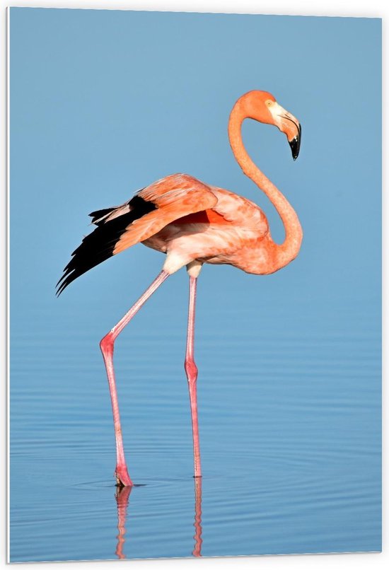 Forex - Flamingo in het Blauwe Water - 60x90cm Foto op Forex