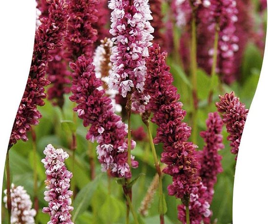 6x Persicaria aff. 'Darjeeling Red' Lev. P9 - Duizendknoop