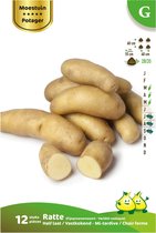 12 x plant aardappel RATTE - solanum tuberosum - plantaardappel - pootaardappel