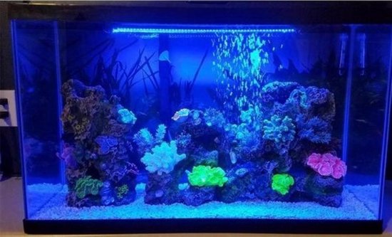 inkt Afhaalmaaltijd Ineenstorting Terrarium of aquarium verlichting led. 21 stuks blauwe led. Lengte aquarium  led lamp... | bol.com