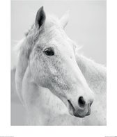 Poster - Nordic Horse Ii Ian Winstanley - 50 X 40 Cm - Zwart