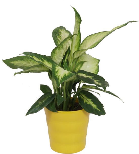 Kamerplant Dieffenbachia - ± 30cm hoog – 12 cm diameter - in gele pot