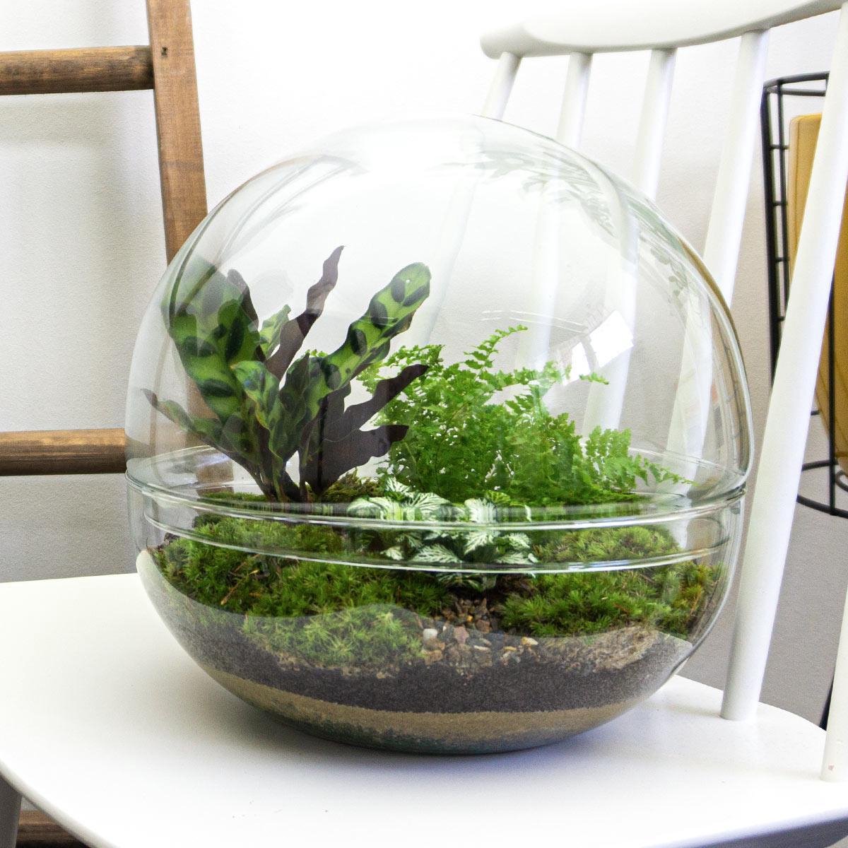 Ecosysteem plant  -  Planten terrarium in glazen bol - ? 28 cm Ø 28 cm - Dome XL - Plant in glas - Flessentuin