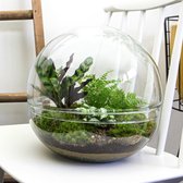 Ecosysteem plant  -  Planten terrarium in glazen bol - ↑ 28 cm Ø 28 cm - Dome XL - Plant in glas - Flessentuin