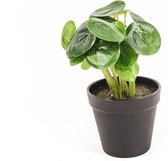 Pilea Pannenkoekplant Housevitamin 17x17x22 cm
