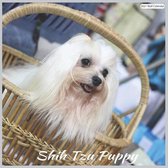 Shih Tzu Puppy 2021 Wall Calendar