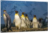 Tuinposter – Pinguïns  - 150x100cm Foto op Tuinposter  (wanddecoratie voor buiten en binnen)