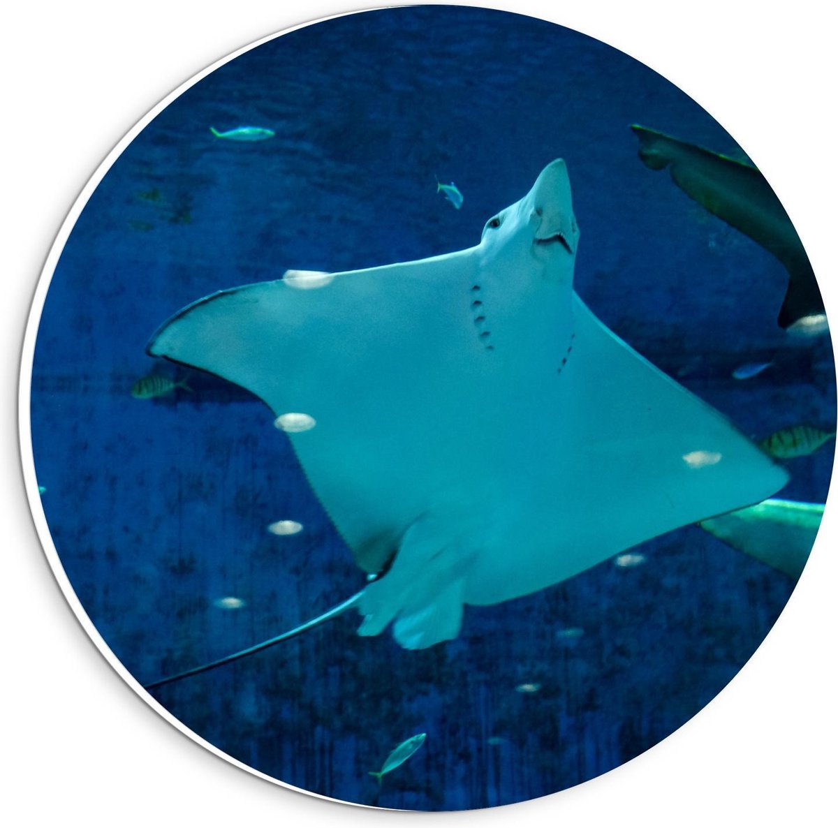 Forex Wandcirkel - Rog in Aquarium - 20x20cm Foto op Wandcirkel (met ophangsysteem)