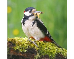 Levende meelwormen | Vis aas | Wormenmest | Wormen |Meelwormen Kip | Meelwormen gedroogd | Kippenvoer | Sprinkhanen | Meelwormen voor vogels | Reptielen | Buitenvogelvoer