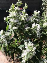 6 x Pycnanthemum pilosum - Amerikaanse Bergmunt - P9 Pot (9 x 9cm) - Dima Vaste Planten