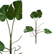 PTMD  leaves plant groen philo blad plant tak