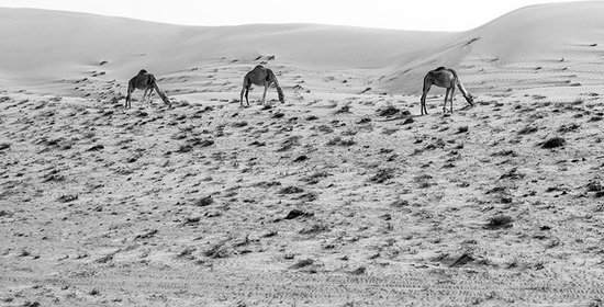 Poster Kamelen In Oman - 50x70 cm - Natuur Poster - Zwart-Wit Poster - WALLLL