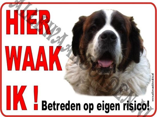 Sint Bernard  186...(formaat:15x20cm)...(ondergrond wit)...(Hier waak ik!)...(wit/rood/zwart + full color afbeelding)...Gratis verzenden!