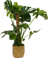 Kamerplant Monstera Deliciosa – Gatenplant ± 80cm hoog – 19cm diameter - in bruine katoenen sierzak