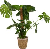 Kamerplant Monstera Deliciosa – Gatenplant ± 80cm hoog – 19cm diameter - in siermand met creme rand