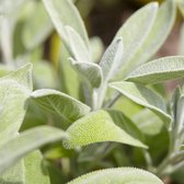 50 x Salvia officinalis - Echte Salie in 9x9cm pot met hoogte 5-10cm