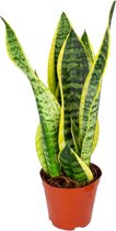 Sansevieria 'Superba' | Kamerplant in kwekerspot ⌀12 cm - ↕30-40 cm