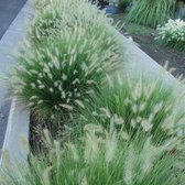 4 x Pennisetum 'Little Bunny' - Lampenpoetsersgras in C2 pot met hoogte 10-20cm