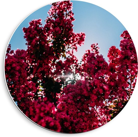 Forex Wandcirkel - Roze Bloesem met een Blauwe Lucht - 40x40cm Foto op Wandcirkel (met ophangsysteem)