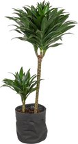 Kamerplant Dracaena Compacta - ± 90cm hoog – 19cm diameter - in zwarte sierzak