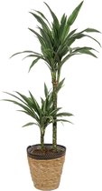 Kamerplant Dracaena Warneckei - ± 100cm hoog – 19cm diameter - in siermand met zwarte rand