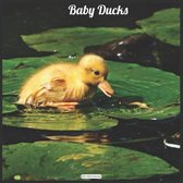 Baby Ducks 2021 Wall Calendar