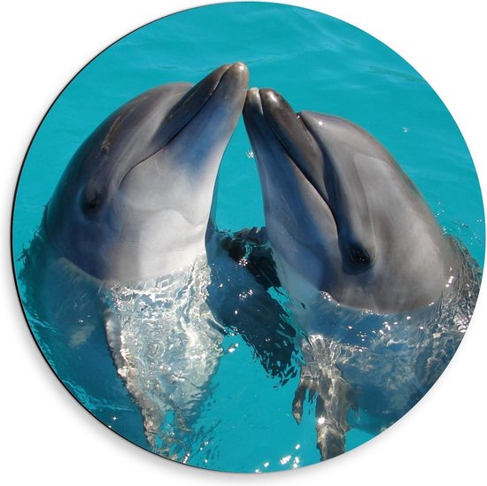 Dibond Wandcirkel - Twee Dolfijnen die Elkaar Kussen - 50x50cm Foto op Aluminium Wandcirkel (met ophangsysteem)