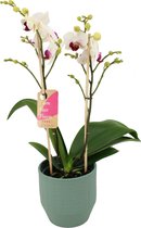 Orchidee van Botanicly – Vlinder orchidee in groen keramiek pot 'Eline' als set – Hoogte: 50 cm, 2 takken – Phalaenopsis Multiflora Safe Haven