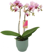 Orchidee van Botanicly – Vlinder orchidee in groen keramiek pot 'Eline' als set – Hoogte: 50 cm, 2 takken – Phalaenopsis Multiflora Sweet Red Lip