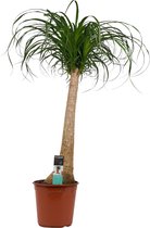 Kamerplant van Botanicly – Olifantenpoot – Hoogte: 90 cm – Beaucarnea