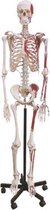 Anatomisch Skelet Timothy (met spierinserties) 180cm