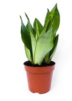 2x Sanseveria 'Moonshine' ⌀ 17 cm - ↕ 20-30cm (Trendy, Makkelijke plant, Kamerplant, Slangenplant, Urban Jungle)