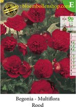 10 knollen BEGONIA MULTIFLORA ROOD
