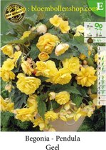 10 knollen BEGONIA PENDULA GEEL