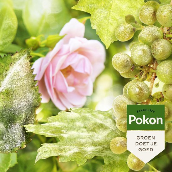 Pokon Tegen Schimmels 'Fungus Concentraat' - 3x60 gram - spuitzwavel - meeldauw bestrijdingsmiddel van Merkloos	 — afbeelding 4